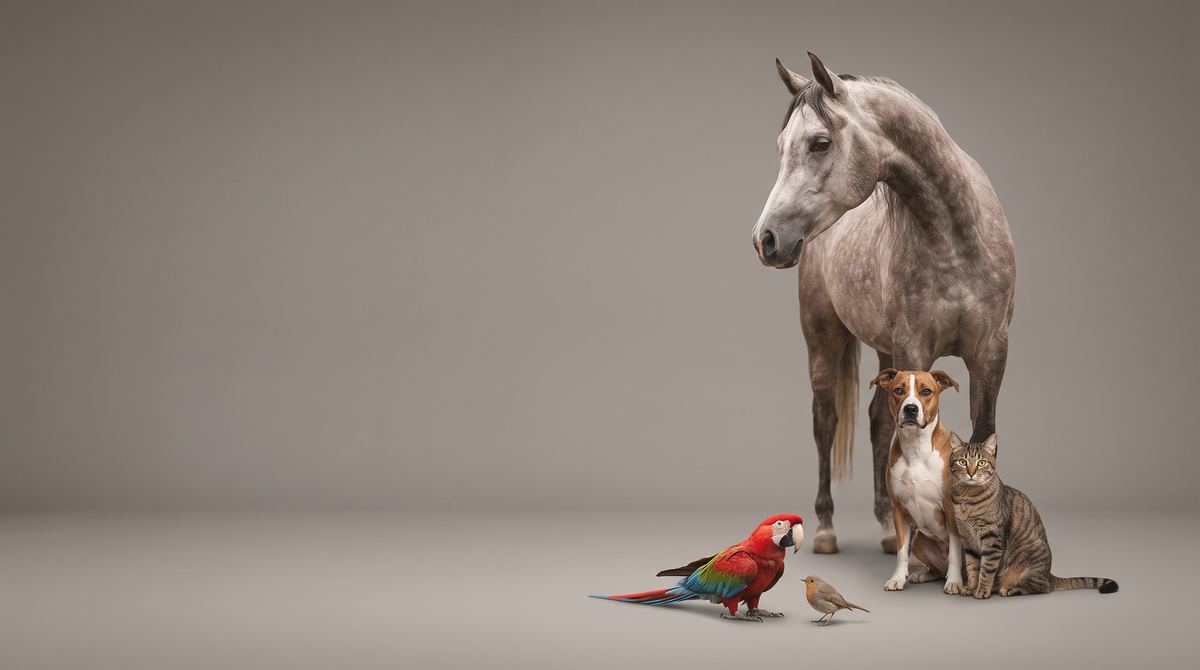 A horse, dog, cat, macaw and small bird standing together in a studio.
