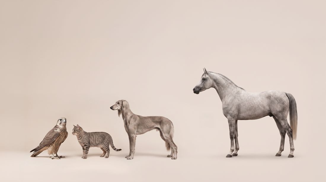 A falcon, cat, saluki and Arabian horse standing in a row.